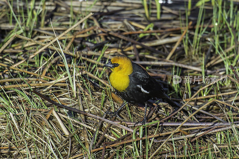 黄头黑鸟(Xanthocephalus Xanthocephalus)是一种中等大小的黑鸟，在黄石国家公园的水边被发现。怀俄明。雄性鸟。